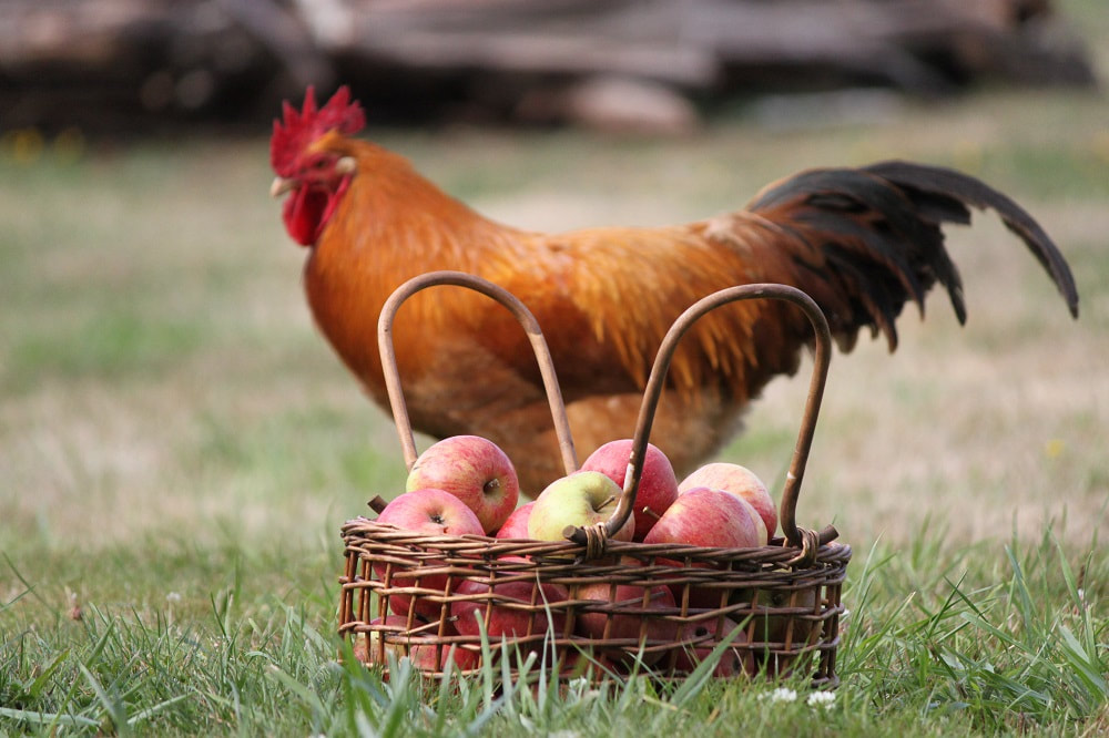 Organic, Pasture Raised Chicken (Whole) – Gilliam Farm